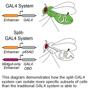 Schematic demonstrating the differences between the UAS-GAL4 system and the SplitGal4 sytem